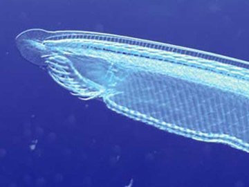 Con người ra đời do 'sai lầm' 500 triệu năm trước