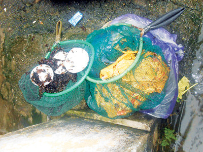 Đánh cược mạng sống với nghề 'ăn mứt'