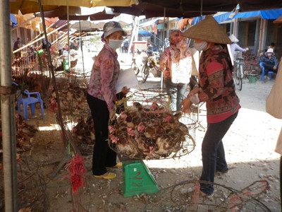 Thu giữ trên 54 tấn gà thịt nhập lậu