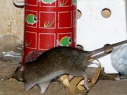 Nhập viện vì bị chuột cống mang virus suy thận cắn