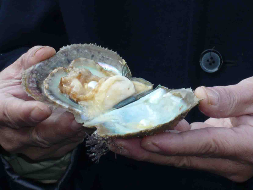 Hoa văn trống đồng trên ngọc trai Việt