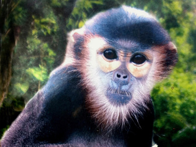 Truy sát linh trưởng: Hành trình tìm lại bản năng gốc