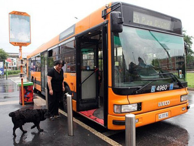 Chú chó nổi tiếng vì biết đi... xe buýt