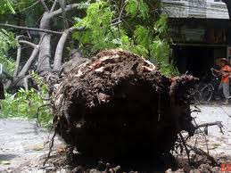 10 học sinh bị thương vì cây đổ