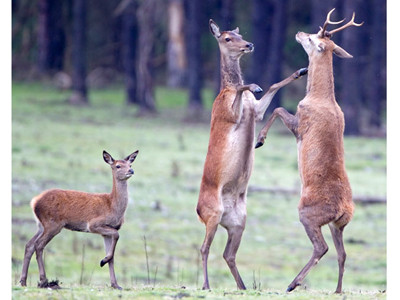 Nai, thỏ tỉ thí võ nghệ