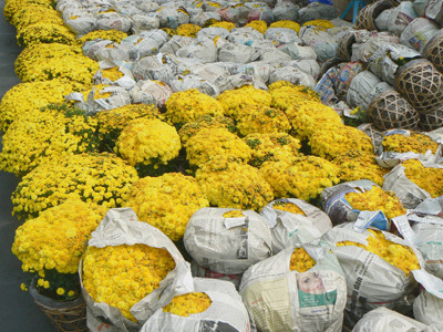 Đìu hiu chợ hoa kiểng Tết