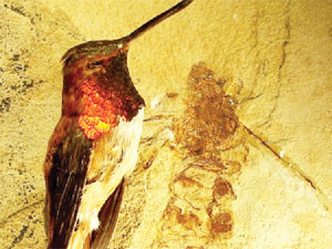 Hóa thạch kiến khổng lồ