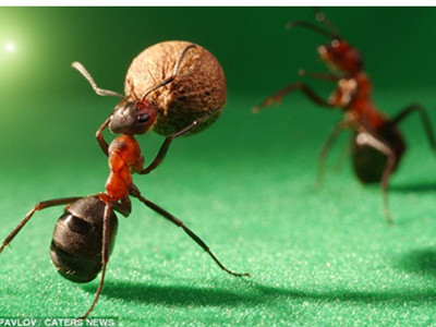 Giải Euro của những chú kiến