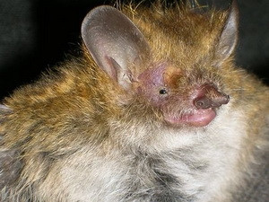 Phát hiện nhiều chủng động vật trong 20 năm qua