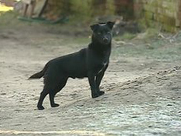 Chó cứu sống bé 3 tuổi