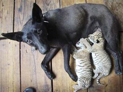 Chó 'nhận nuôi' con của sư tử và hổ