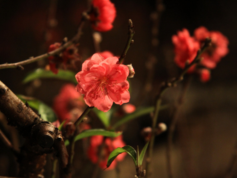 Ngắm hoa đào trong đêm