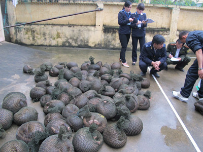 Bắt vụ buôn lậu nửa tấn tê tê