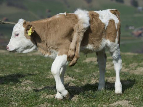 Kỳ lạ bê sáu chân