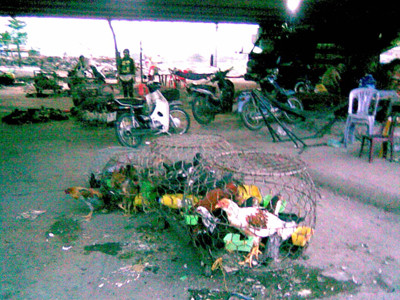 Chợ gia cầm dưới gầm cầu: Dễ gây độc cho người mua