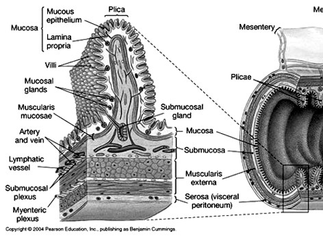 Viêm đại tràng nên chữa từ gốc hay từ ngọn?