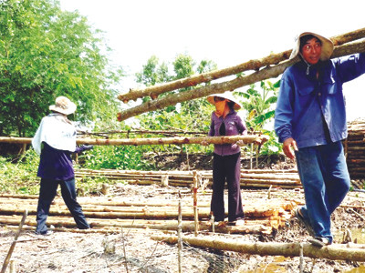 Gỗ đước lên giá, người trồng rừng thu lợi lớn