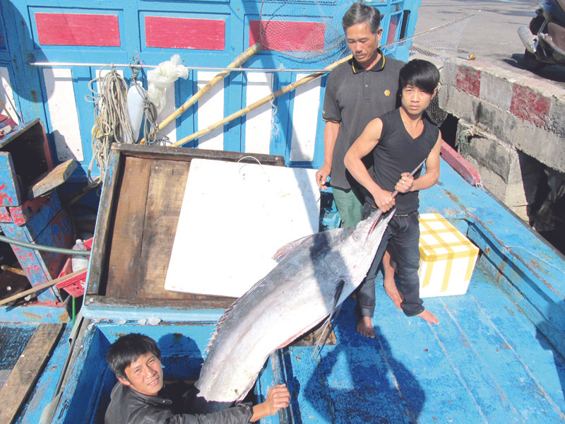 Những con cá dừa lớn - lộc giữa trùng khơi Ảnh: N.C