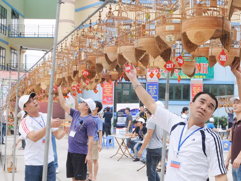 Thi tiếng hót chim Vành Khuyên liên tỉnh lần hai