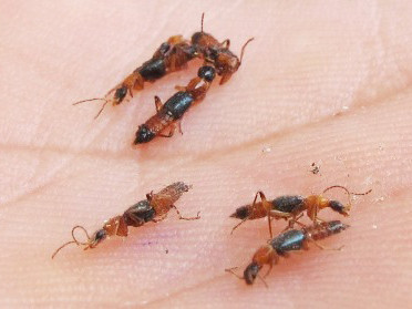 Kiến tấn công hàng trăm người tại Huế