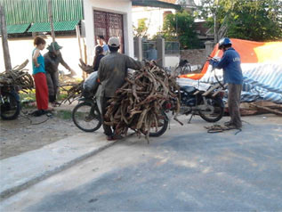Đổ xô vào rừng săn cây chạc quẹch bán thương lái Trung Quốc