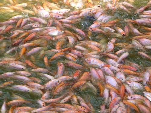 Giá cá điêu hồng tăng mạnh và hút hàng