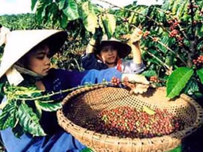 Người trồng cà phê được đảm bảo mức lãi trên 35%