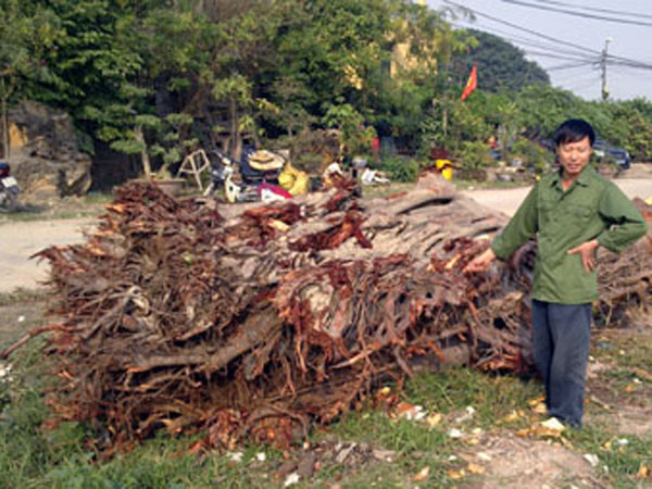 Phát hiện cây bồ đề 100 tuổi bị đánh cắp