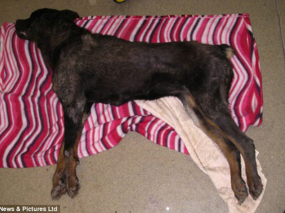 Nguy cơ ngồi tù vì ‘thờ ơ’ với chó