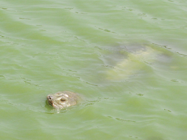 Vẫn chưa đưa được cụ Rùa lên bờ