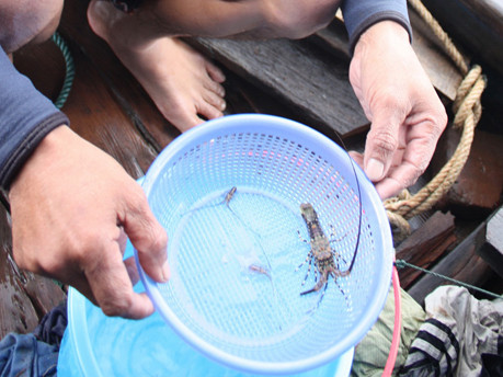 Ngư dân trúng tôm hùm con