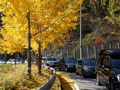 Đảo Nami lãng mạn hơn khi thu đến