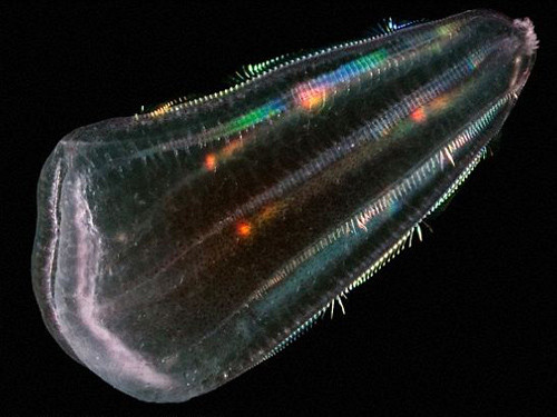 Tổ tiên của loài người là sứa?