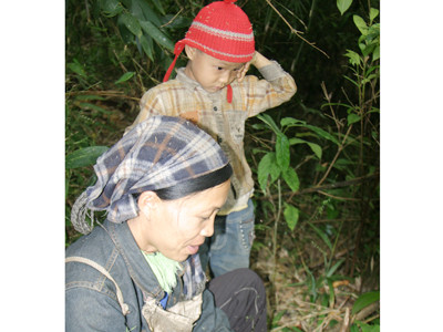 Đổ xô đào bới rễ sim bán sang Trung Quốc