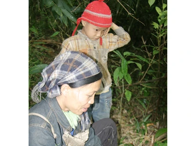 Đổ xô đào bới rễ sim bán sang Trung Quốc