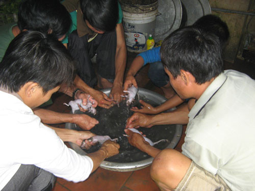 'Xâm nhập' chợ chuột độc nhất Hà thành