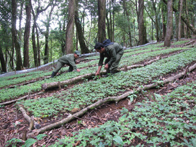 Trộm sâm bị xử theo luật làng