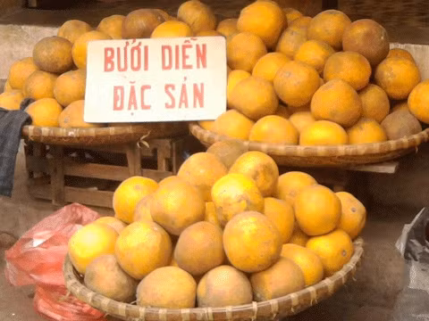 Đặc sản bưởi Diễn, chủ yếu là giả