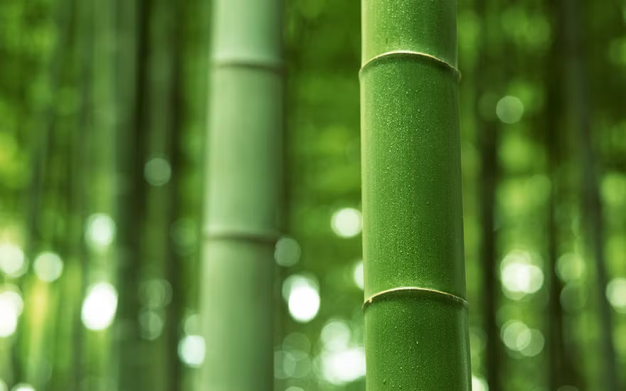 Giữ cho tâm luôn luôn bình an