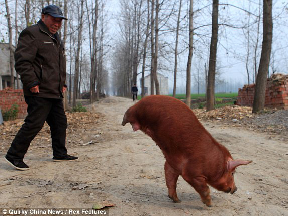 Chú heo 'tật nguyền' đi bằng hai chân