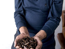 Trung Quốc: Bùng nổ nuôi gián làm thuốc