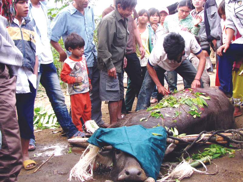 Lễ đâm trâu ở Măng Tông do gia đình Hê tổ chức đầu năm nay Ảnh: Nguyễn Thành
