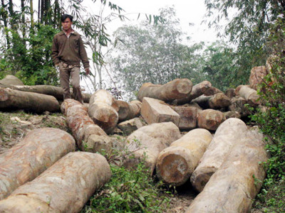 Những cây gỗ bị lâm tặc chặt phá ở Võ Nhai vứt tại cửa rừng Ảnh: Trọng Hiếu