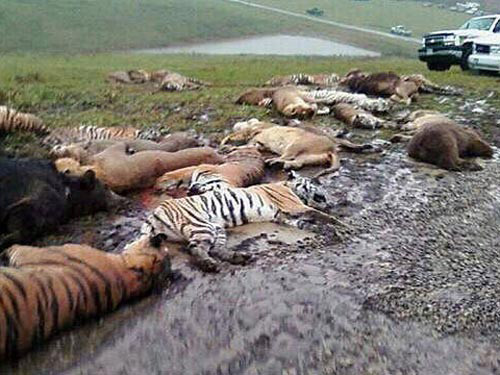 Vụ thú đi hoang ở Mỹ: Chủ trại mở chuồng rồi tự sát?