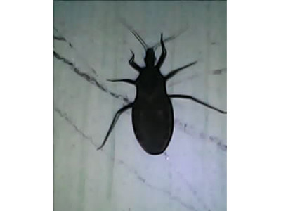 Lại phát hiện bọ xít hút máu người ở Quy Nhơn