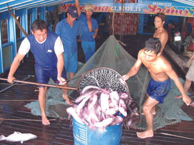 Việc WWF đưa cá tra vào danh mục đỏ gây khó cho người nuôi cá Việt Nam. Ảnh: Sáu Nghệ