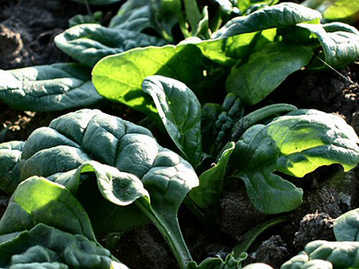 Nhật: Rau quả nhiễm phóng xạ cao hơn 27 lần cho phép