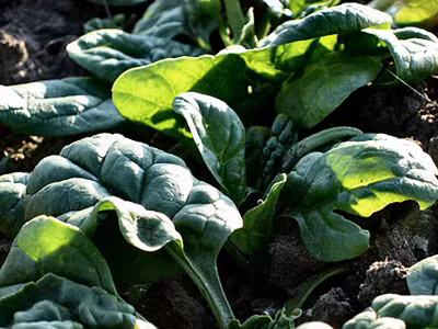 Nhật: Rau quả nhiễm phóng xạ cao hơn 27 lần cho phép