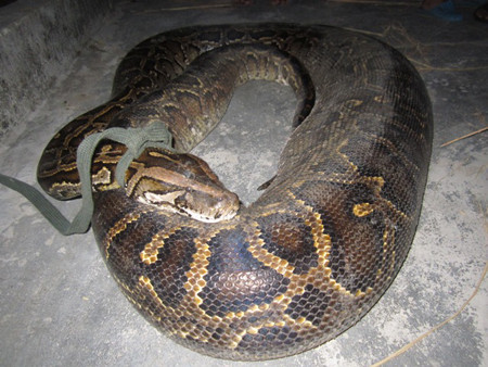 Đi chăn dê, bắt được trăn gấm nặng hơn 35kg