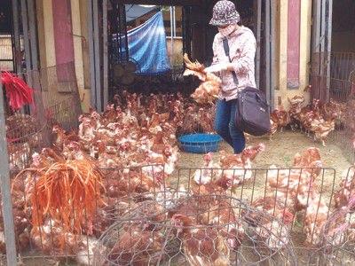 Gà thải Trung Quốc: Ổ bệnh di động